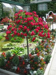 Wet, clay ground and thriving. Standard Roses The New Zealand Rose Society