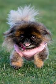 Resultat De Recherche D Images Pour Chien Pekinois Au Point De Croix Chiens Pekinois Photographie De Chien Animaux Mignons
