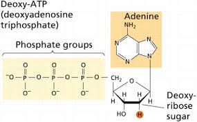 dna and molecular genetics