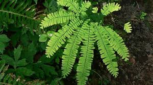 Check spelling or type a new query. The Non Flowering Plants Of Kingdom Plantae Online Science Notes