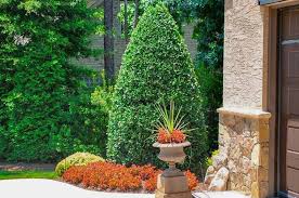 They are ornamental plants that have been used for decoration and as hedges since ages. How To Prune Holly Trees Plantingtree