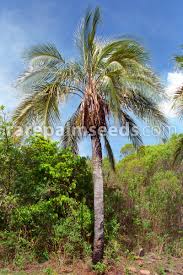 Image result for Pancovia holtzii