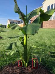 If you love tropical plants as much as i do, you have got to try the japanese fiber banana in your landscape. Musa Basjoo Banana Pups