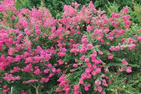 Check spelling or type a new query. Lagerstroemia Indica Crapemyrtle Crape Myrtle Crepe Myrtle North Carolina Extension Gardener Plant Toolbox