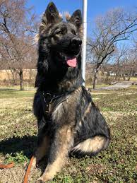 We did not find results for: German Shepherd Puppies For Sale In Missouri Century Farms German Shepherds Of Missouri