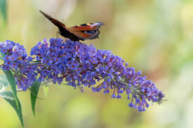 Image result for buddleia davidii