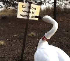 Caution Swan Is Aggressive Gif Funny Animal Pictures Funny Animals Funny Gif