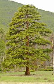 This tree likes full sun exposure and is intolerant of shading. Conifers Rocky Mountain National Park U S National Park Service