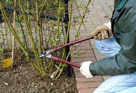 When is it ok to cut roses to the ground? How To Prune Roses Pruning In 8 Simple Steps Garden Design
