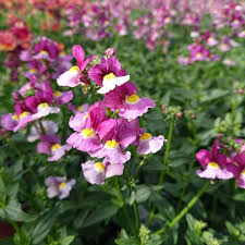 Image result for Nemesia fruticans