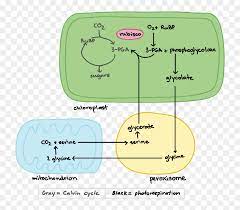 Stuendts label a flow chart using the words listed below to show how cellular respiration and photosynthesis are similar. Photorespiration Photosynthesis Flow Chart Hd Png Download Vhv