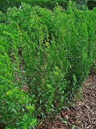 Image result for Tinnea vesiculosa