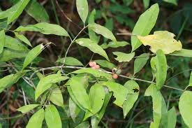 Image result for Inhambanella henriquesii