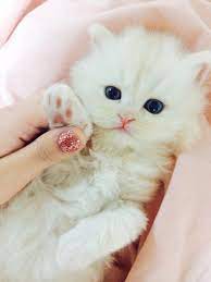 mademoiselle rose cutie cute cats cute animals kittens cutest