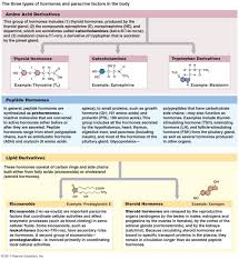 Catecholamine Renin Angiotensin Google Search Endocrine System Chemical Structure Endocrine