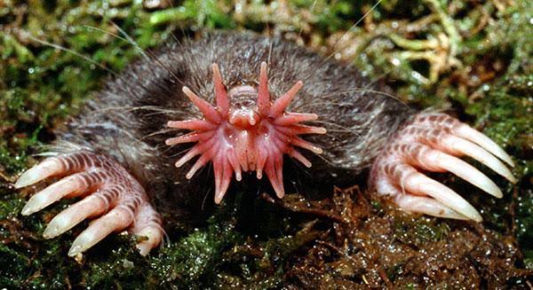 Star-nosed moles are nature's speed-eating champions