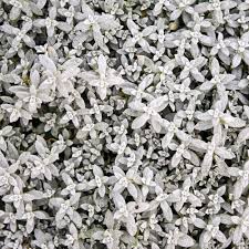 Image result for Cerastium