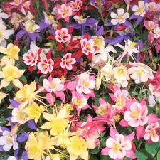 Image result for Aquilegia pompom mix
