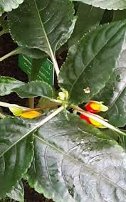 Image result for Impatiens niamniamensis