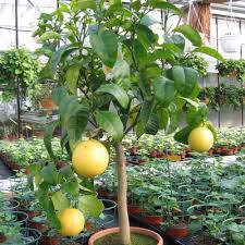 Comment Soigner Un Citronnier Qui Perd Ses Feuilles
