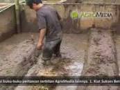 Hasil carian imej untuk TIPS SUKSES PEMBIBITAN BELUT DILAHAN SEMPIT