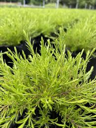 Low growing and mounding shrub with a very predictable growth. Coleonema Pulchrum Sunset Gold
