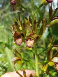 Image result for Eulophia alta