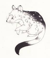Quoll Drawing Drawings Cool Drawings Drawing Illustration