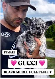 Charles Frances Merle