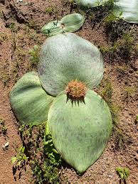 Image result for Monanthotaxis ferruginea