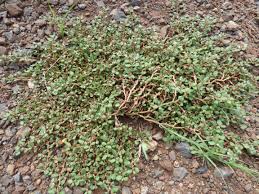 Image result for Trianthema parvifolia