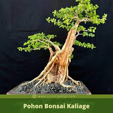 41 Cara Membuat Bonsai Indonesia Terbaru Cahunit Com