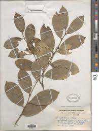 Image result for Huaceae