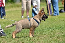 We did not find results for: Will Puppy Boot Camp Interfere With Bonding Innovative K9 Academy