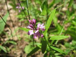 Image result for Polygalaceae