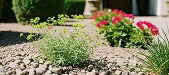 Winning the Battle Against Weeds | Fromms Pest Control