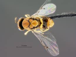 Image result for Tragiella natalensis