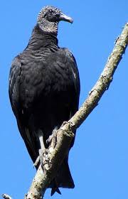 Urubu De Cabeca Preta Coragyps Atratus Bechstein 1793 C Vagner Bordin Bald Eagle Vulture Birds