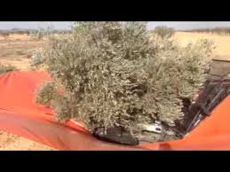 Recolte Mecanique D Un Olivier Tunisien Avec Agromelca Z20 Youtube