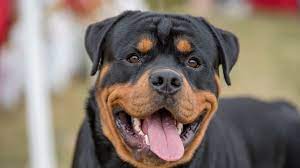 The best gifs are on giphy. 14 Best Black And Tan Dog Breeds