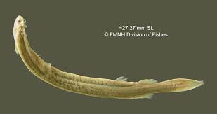 Image result for Vandellia