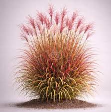 Image result for Miscanthus sinensis