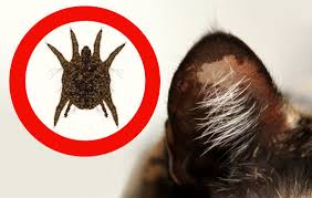 Ear Mite" Images – Browse 495 Stock Photos, Vectors, and Video | Adobe Stock
