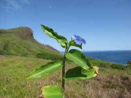 Image result for Commelina diffusa