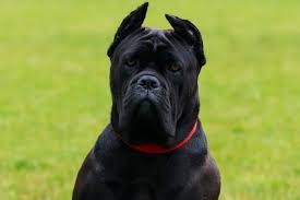 Home oral health centertopic guide a broken jaw is a fracture or break of the jaw bone (mandible). The Jaws And Bite Of A Cane Corso Do They Lock