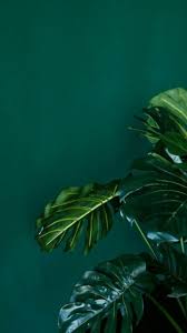 Wallpaper Duvarkagitlari Tumblr Dark Green Aesthetic Green Wallpaper Green Aesthetic