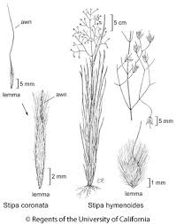 Image result for Dinebra caudata