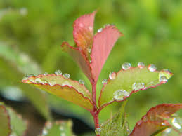 Spectatorii și muzicienii festivalului de muzică clasică în aer liber descoperă au trăit împreună trei seri magice. Ploaie De Mai Eu Si Gradina