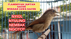 Burung flamboyan burung flamboyan gacor dan rajin bunyi adalah idaman semua orang, cara merawat. Masteran Flamboyan Gacor Wergan Jawa Jantan Gacor Nyiul Merdu Kicau Pidong Youtube