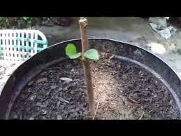 Growing eucalyptus from seed is the easiest route to propagation, however, some brave souls have been known to attempt eucalyptus propagation from rooting eucalyptus cuttings. How To Grow Fruit Trees From Cuttings By Rick Gunter Youtube